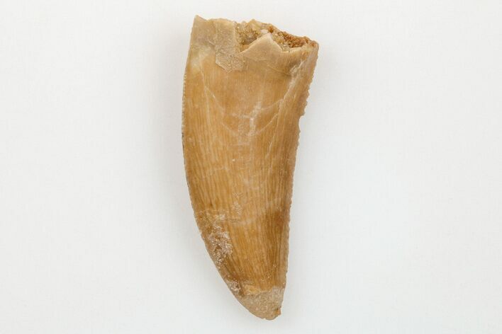 Serrated, .85" Raptor Tooth - Real Dinosaur Tooth